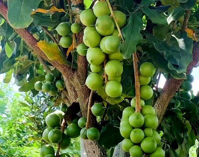 2022.10.6 樹上成熟的堅(jiān)果.jpg