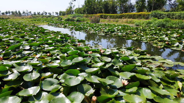連片的睡蓮風(fēng)姿綽約。10月21日，李丹攝。.png