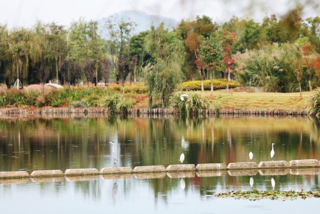 各種水鳥也是環(huán)湖生態(tài)調(diào)蓄帶里的一道生動(dòng)風(fēng)景。10月21日，李丹攝。.jpg