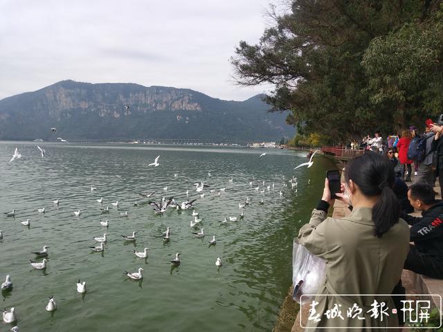 紅嘴鷗海埂公園靠岸，昆明開啟觀鷗季