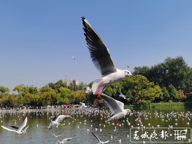 周末一起到翠湖喂海鷗5 (2).jpg