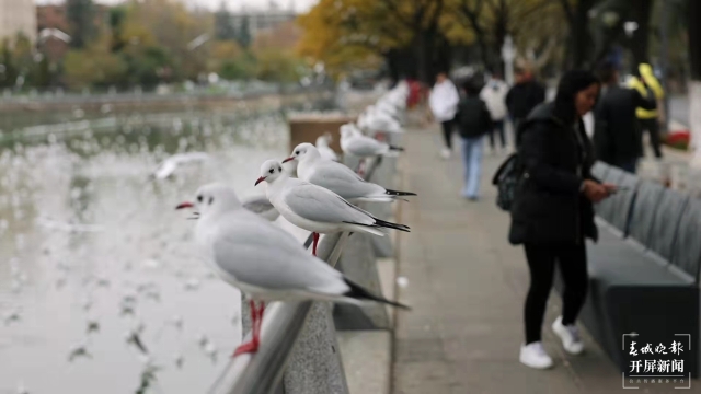 環(huán)西橋海鷗（春城晚報-開屏新聞記者王宇衡周柯妤攝）
