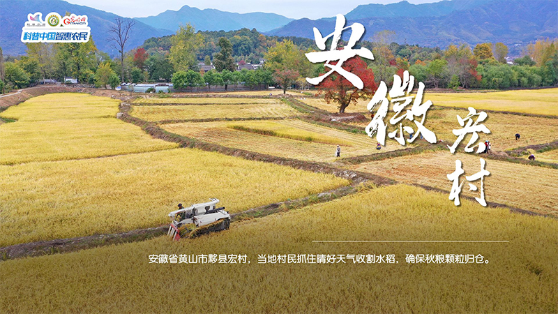 糧田繪“豐”景 | 顆粒歸倉！全國秋糧收獲超11億畝