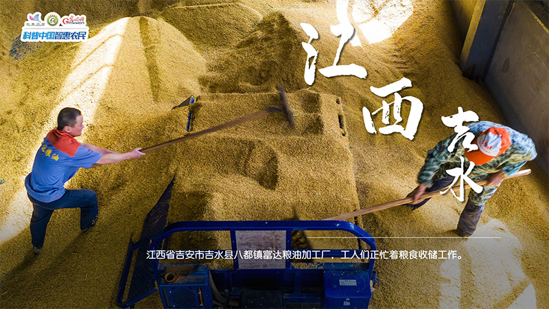 糧田繪“豐”景 | 顆粒歸倉！全國秋糧收獲超11億畝