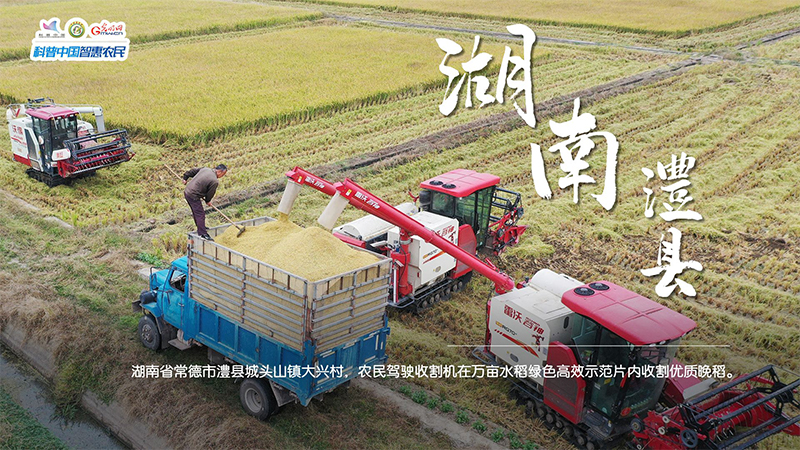 糧田繪“豐”景 | 顆粒歸倉！全國秋糧收獲超11億畝