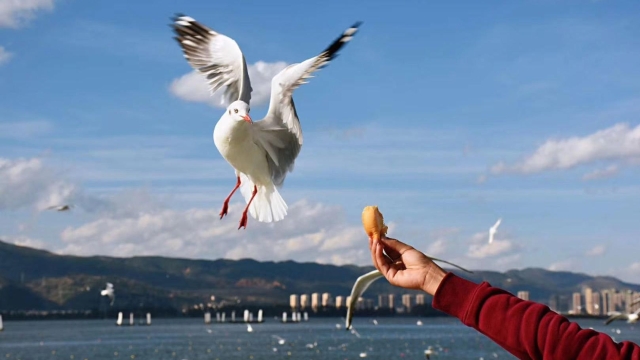 它來了它來了，紅嘴鷗大部隊即將到來，這些觀鷗地請收藏！