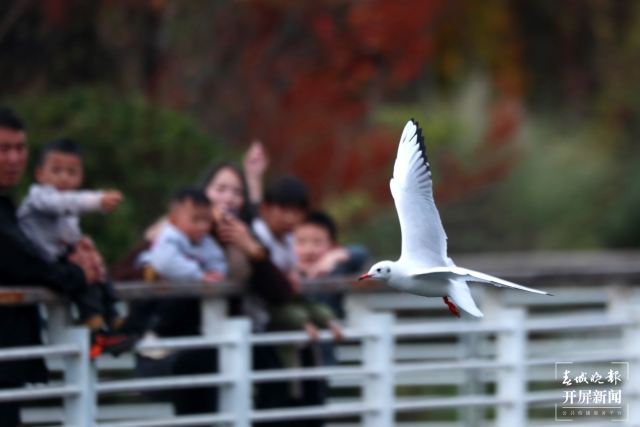 曲靖玉順湖海鷗（開屏新聞記者 蔣瓊波及通訊員攝影報道）