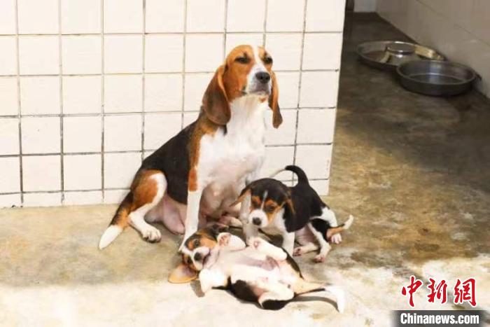 資源庫(kù)的比格犬 許清華 攝