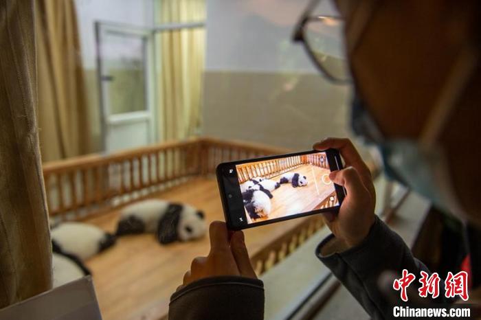 在蓉港澳臺僑大學(xué)生“探秘”成都熊貓基地品味天府文化