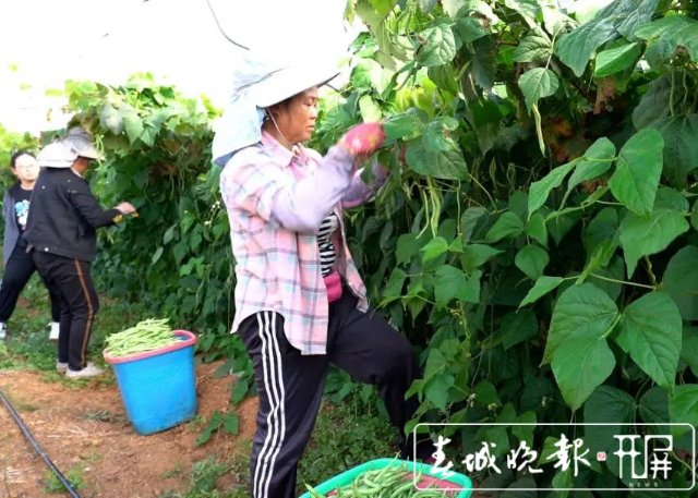 【云南好“豐”景】產(chǎn)值超千萬(wàn)！4454畝無(wú)筋豆迎來(lái)豐收季 (2).jpg