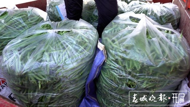 【云南好“豐”景】產(chǎn)值超千萬(wàn)！4454畝無(wú)筋豆迎來(lái)豐收季 (9).jpg