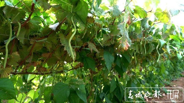 【云南好“豐”景】產(chǎn)值超千萬(wàn)！4454畝無(wú)筋豆迎來(lái)豐收季 (6).jpg