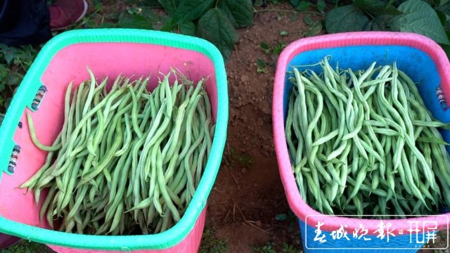 【云南好“豐”景】產(chǎn)值超千萬(wàn)！4454畝無(wú)筋豆迎來(lái)豐收季 (7).jpg