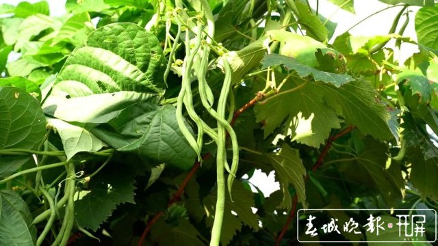 【云南好“豐”景】產(chǎn)值超千萬(wàn)！4454畝無(wú)筋豆迎來(lái)豐收季 (5).jpg