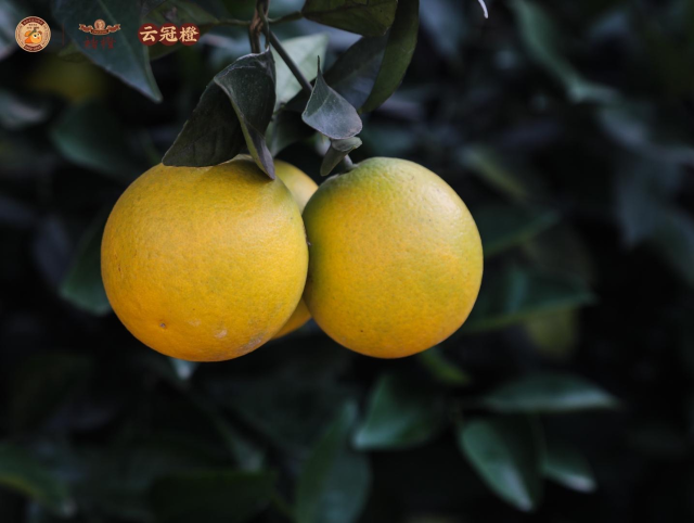 即將開(kāi)園采摘！11月上旬又可品嘗到褚橙和云冠橙啦