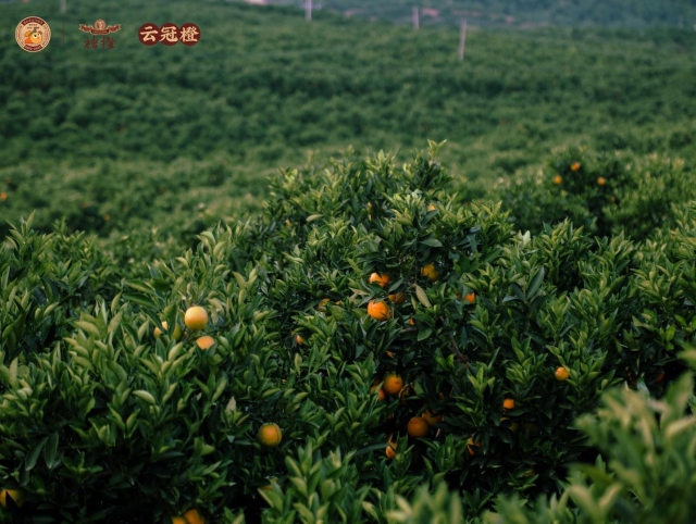 即將開(kāi)園采摘！11月上旬又可品嘗到褚橙和云冠橙啦