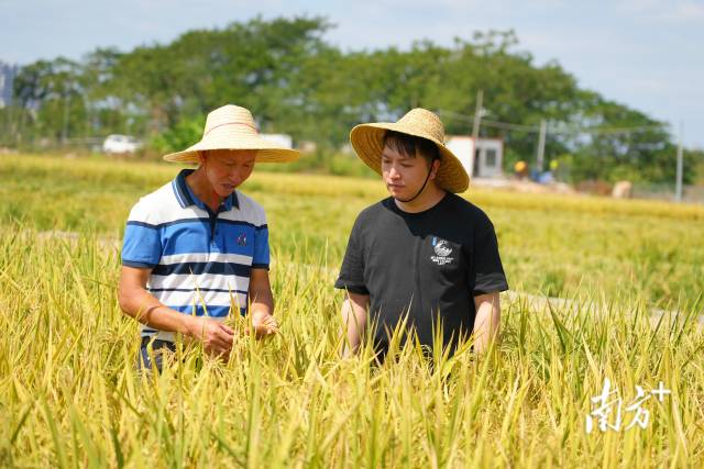 潮陽區(qū)關(guān)埠鎮(zhèn)茂盛農(nóng)場負(fù)責(zé)人黃介茂（左）與兒子黃旭東交流秋收經(jīng)驗(yàn)。 