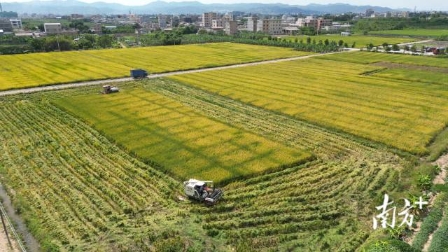 趁著晴好天氣，連日來，汕頭各地晚造水稻相繼開鐮，拉開了秋收重頭戲的帷幕。 