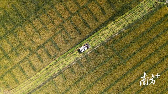 收割機(jī)來回穿梭，馳騁在金色稻田上。  
