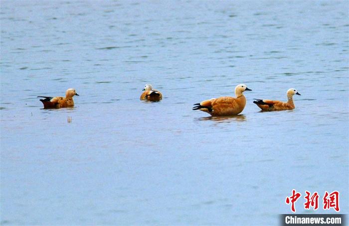 圖為10月底，甘肅敦煌黨河濕地成群野生黃鴨悠閑地游弋、覓食?！⊥醣筱y 攝