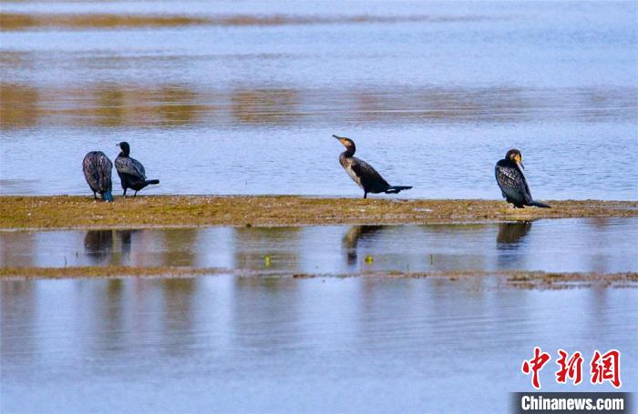 圖為10月底，敦煌鳴沙山下黨河濕地鸕鶿棲息、覓食?！⊥醣筱y 攝