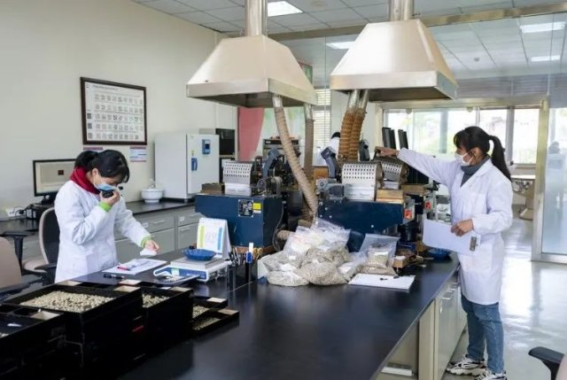 香飄世界！海外媒體聚焦云南咖啡