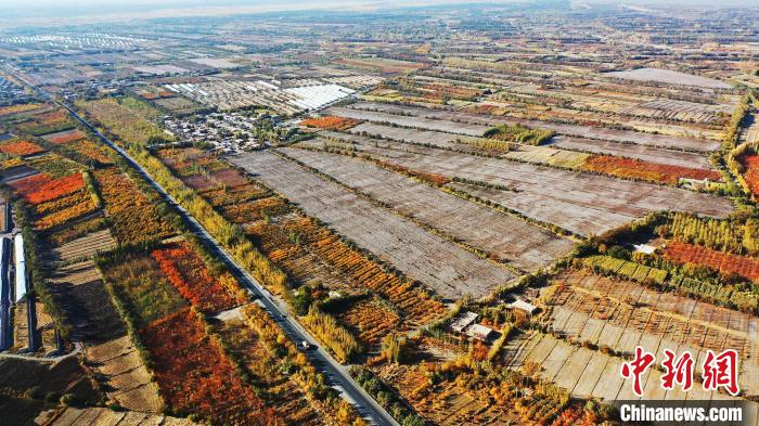 棉田邊上，秋風(fēng)已將白楊樹、杏樹等樹木染的五彩斑斕，處處呈現(xiàn)出一幅豐收的景象?！±罹负?攝