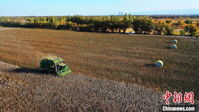 采棉機(jī)一次作業(yè)只需要20分鐘左右，便可產(chǎn)下一個(gè)重近3噸的“金蛋蛋”。　李靖海 攝