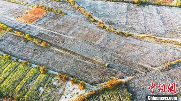 采棉機(jī)正在棉田里來回作業(yè)采收棉花?！±罹负?攝