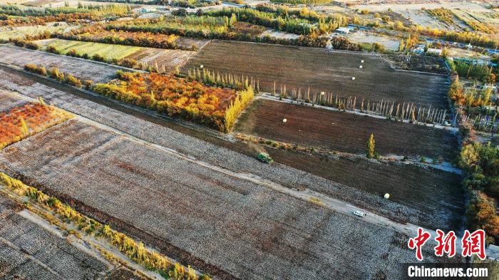 托克遜縣伊拉湖鎮(zhèn)今年種植的1萬多畝棉花迎來豐收季?！『鷩鴦P 攝