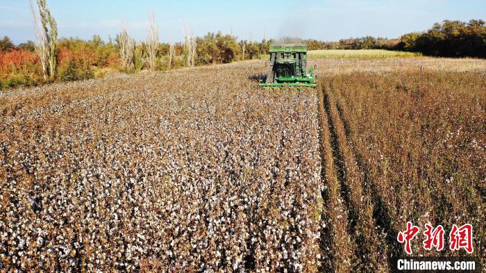 采棉機(jī)正在棉田里來回作業(yè)采收棉花?！『鷩鴦P 攝