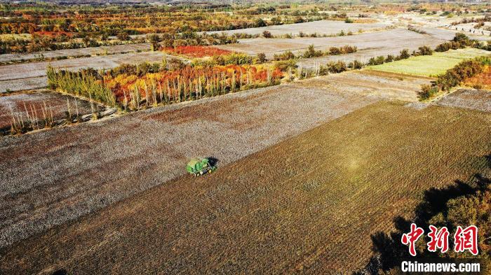 采棉機(jī)正在棉田里來回作業(yè)采收棉花。　胡國凱 攝