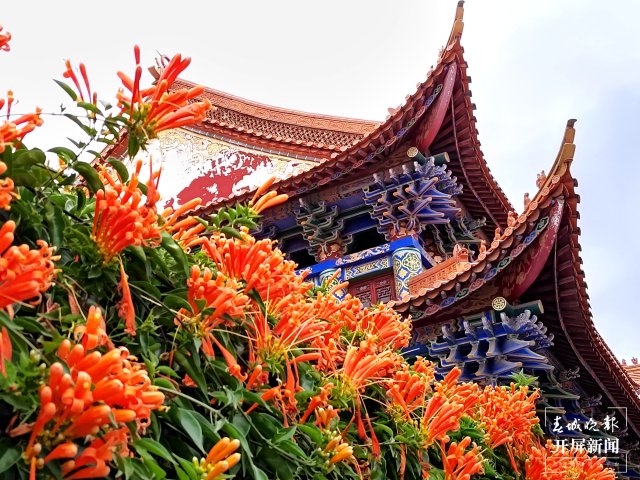 美爆了！曲靖這里的炮仗花盛開了～（開屏新聞?dòng)浾?蔣瓊波 攝）