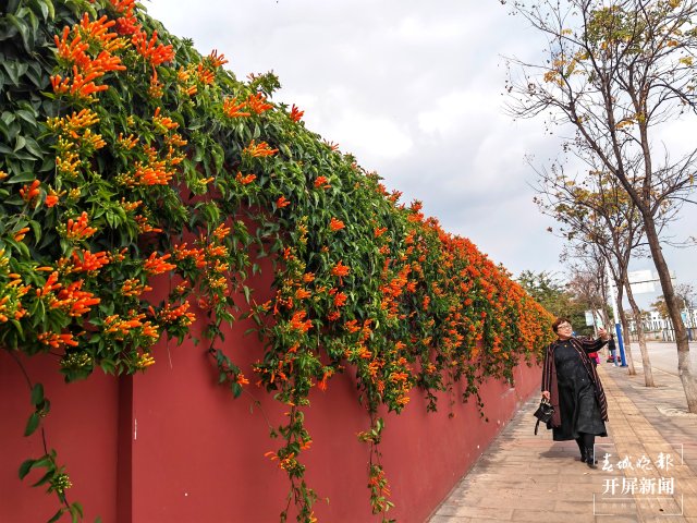 美爆了！曲靖這里的炮仗花盛開了～（開屏新聞?dòng)浾?蔣瓊波 攝）