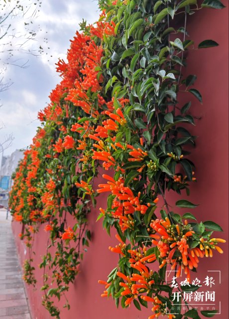 美爆了！曲靖這里的炮仗花盛開了～（開屏新聞?dòng)浾?蔣瓊波 攝）
