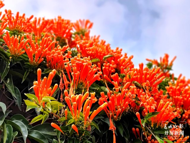 美爆了！曲靖這里的炮仗花盛開了～（開屏新聞?dòng)浾?蔣瓊波 攝）