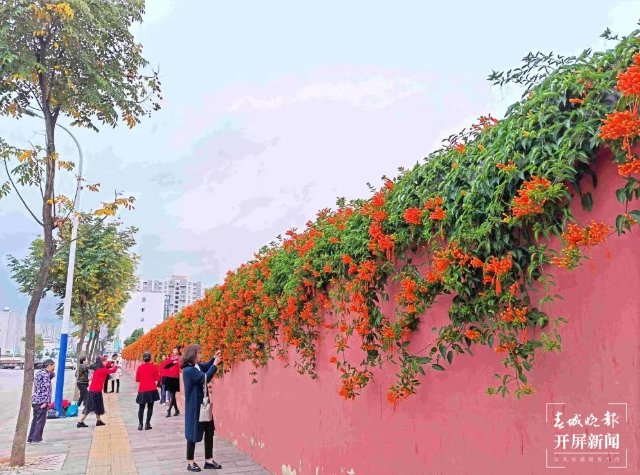 美爆了！曲靖這里的炮仗花盛開了～（開屏新聞?dòng)浾?蔣瓊波 攝）