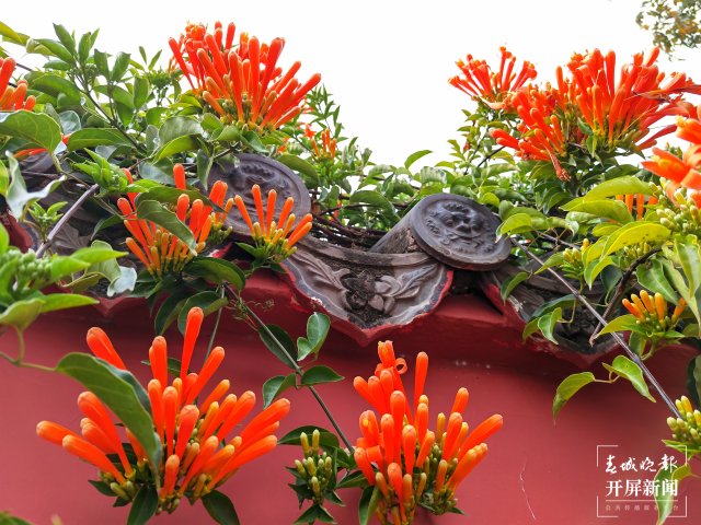 美爆了！曲靖這里的炮仗花盛開了～（開屏新聞?dòng)浾?蔣瓊波 攝）