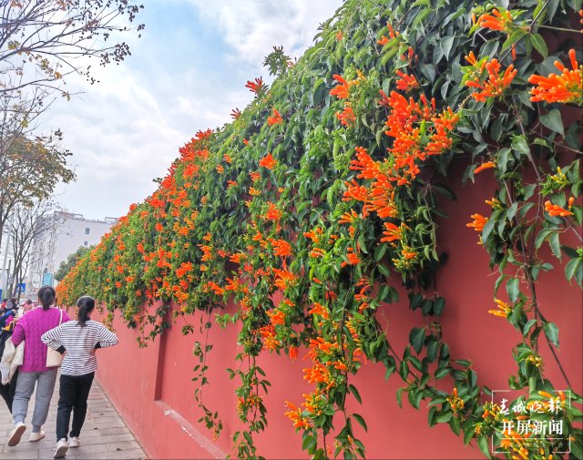 美爆了！曲靖這里的炮仗花盛開了～（開屏新聞?dòng)浾?蔣瓊波 攝）
