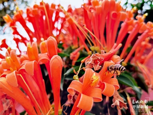 美爆了！曲靖這里的炮仗花盛開了～（開屏新聞?dòng)浾?蔣瓊波 攝）