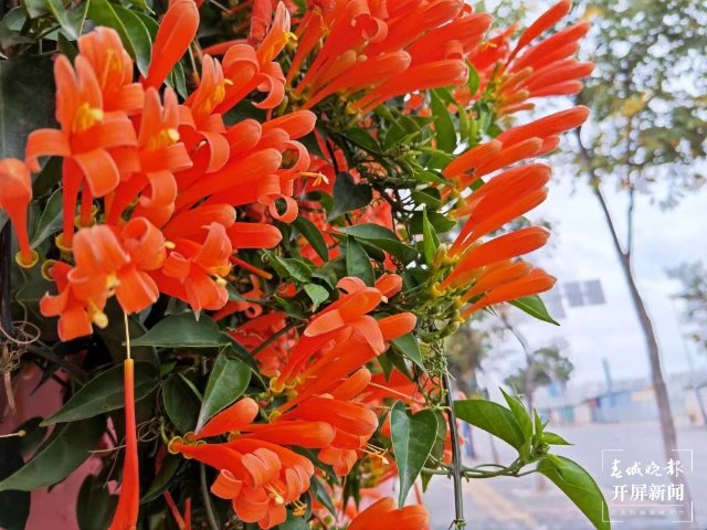 美爆了！曲靖這里的炮仗花盛開了～（開屏新聞?dòng)浾?蔣瓊波 攝）