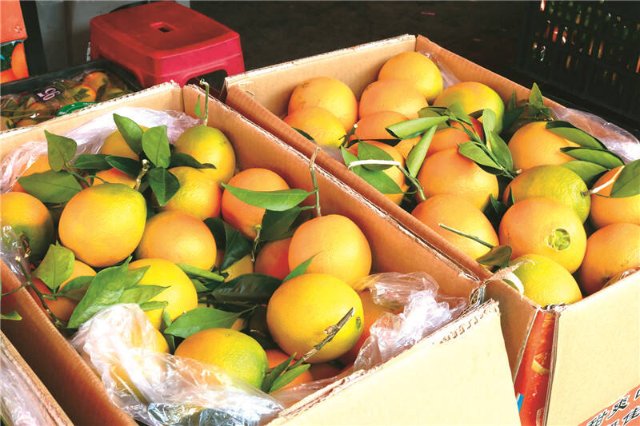昆明市場(chǎng)橙子柚子大量上市5.jpg