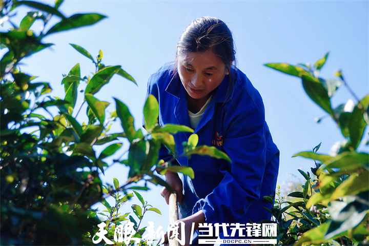 1667941913434305.jpg 1667868917462501.jpg