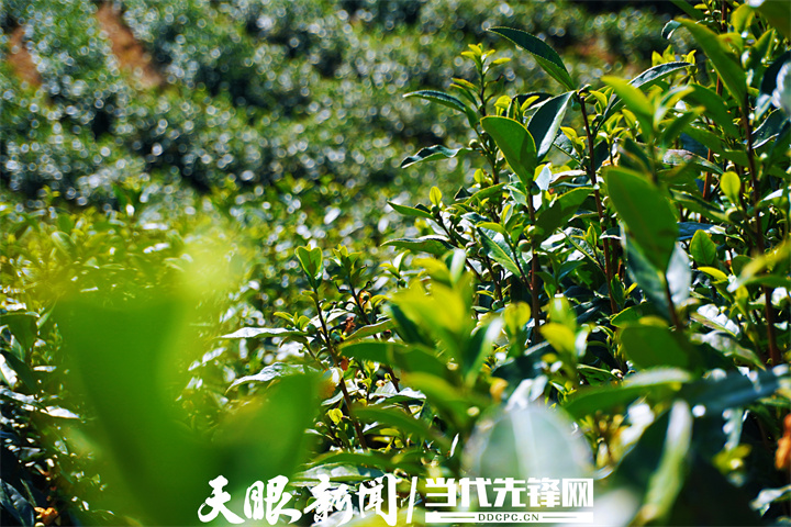 1667942014708834.jpg 1667868994726967.jpg