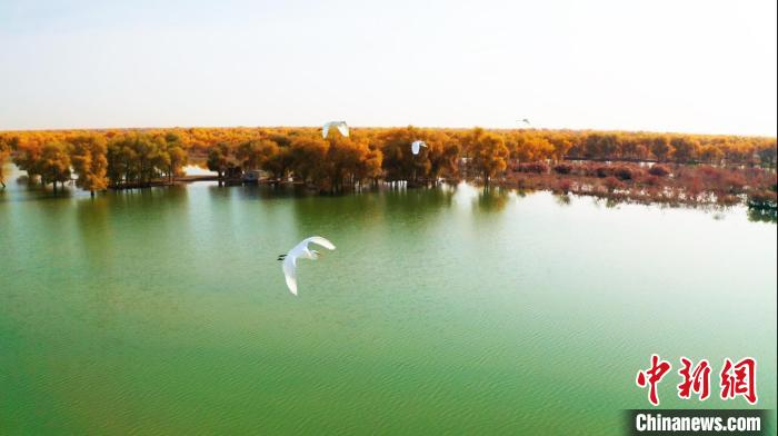 隨著濕地環(huán)境改善，遷徙的候鳥眷戀不舍，延長(zhǎng)了棲息時(shí)間。　汪志鵬 攝