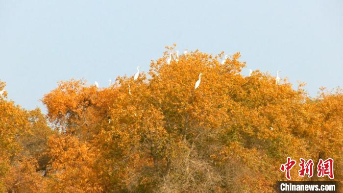 鳥兒成群飛上了金黃色的胡楊頂端，悠閑自得地享受著陽(yáng)光?！?汪志鵬 攝