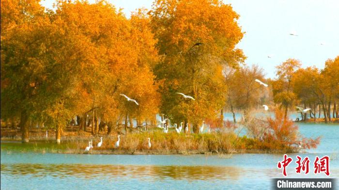 鳥兒成群結(jié)伴，時(shí)而在沙灘上曬太陽(yáng)、時(shí)而游弋在湖中央覓食。　汪志鵬 攝