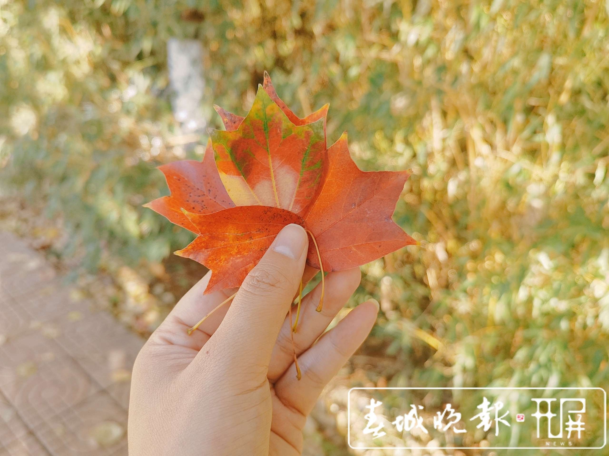 采蓮河-開屏新聞馬雯 (7).jpg