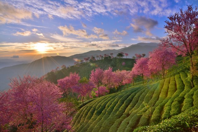 無(wú)量山櫻花谷 (2).JPG