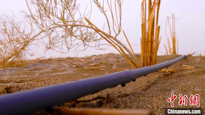 新栽植的樹苗迎風(fēng)挺立?！?蘇鑫？ 　攝